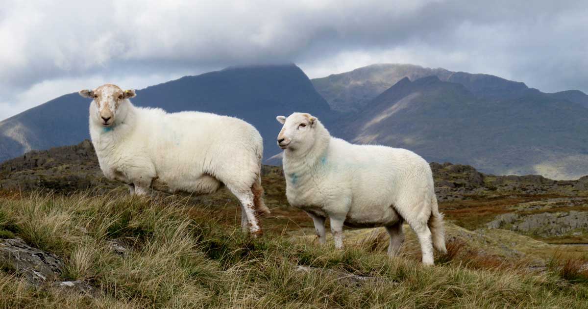 Programme launches to eradicate sheep scab in Wales