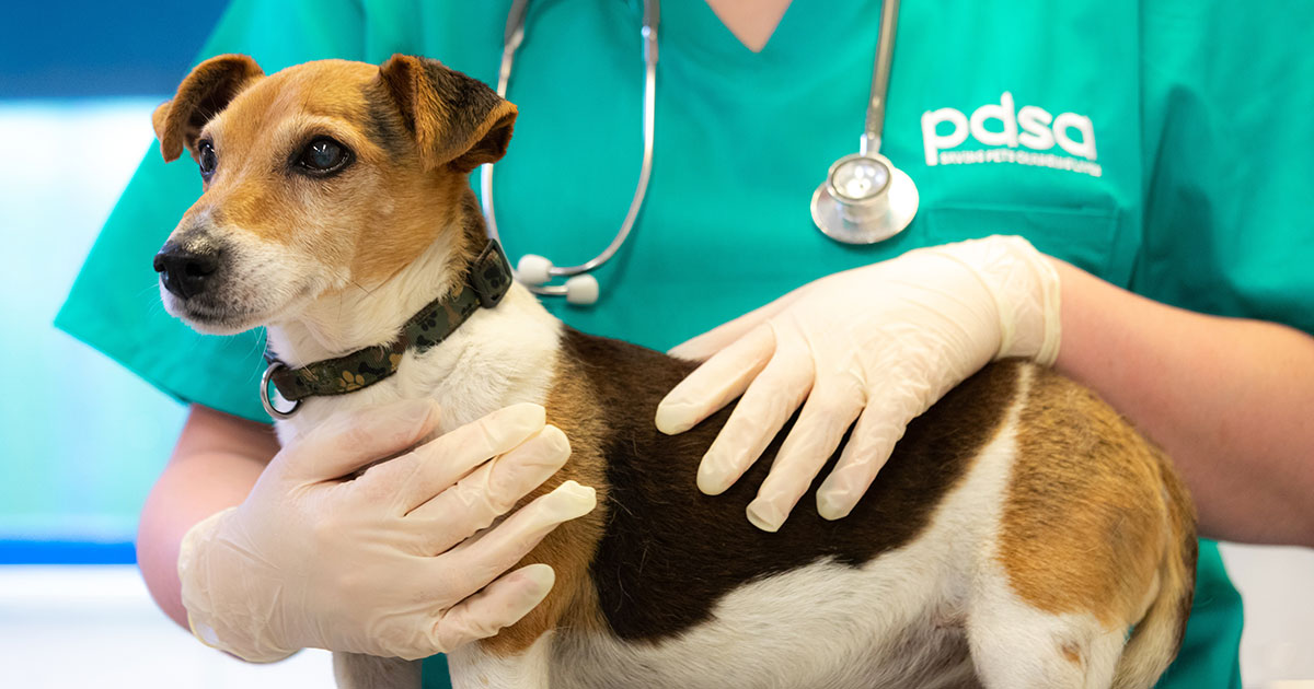 PDSA seeks input from veterinary professionals for 2023 PAW Report