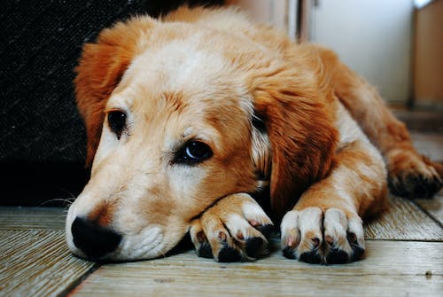 Animal charities warning of unprecedented help demand