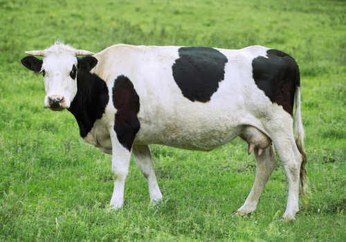 RVC seeks farm vets for UK dairy herd study