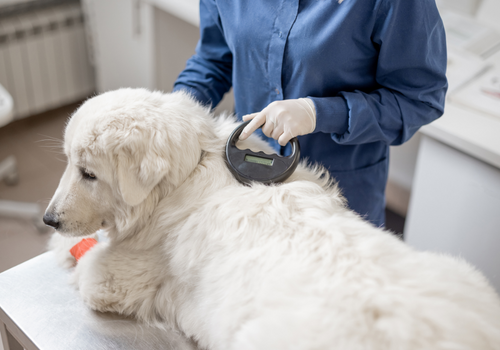 Vets vital to up-to-date client contact data, says microchip firm