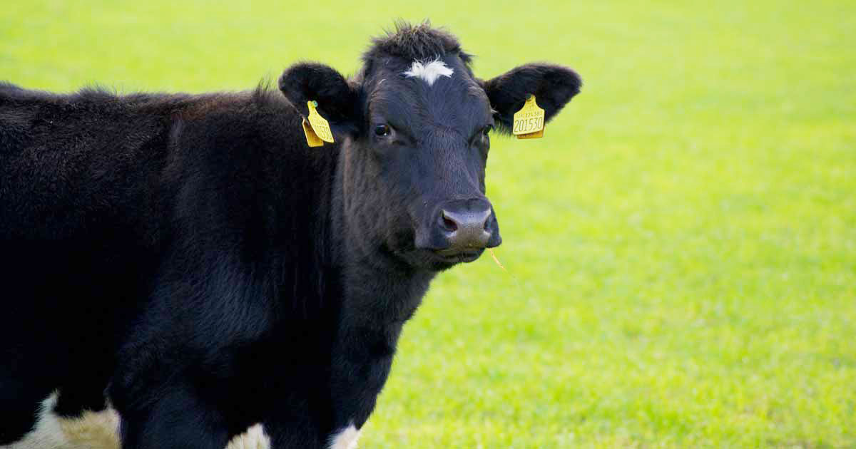 Farms sought for field trials of bTB cattle vaccine and skin test