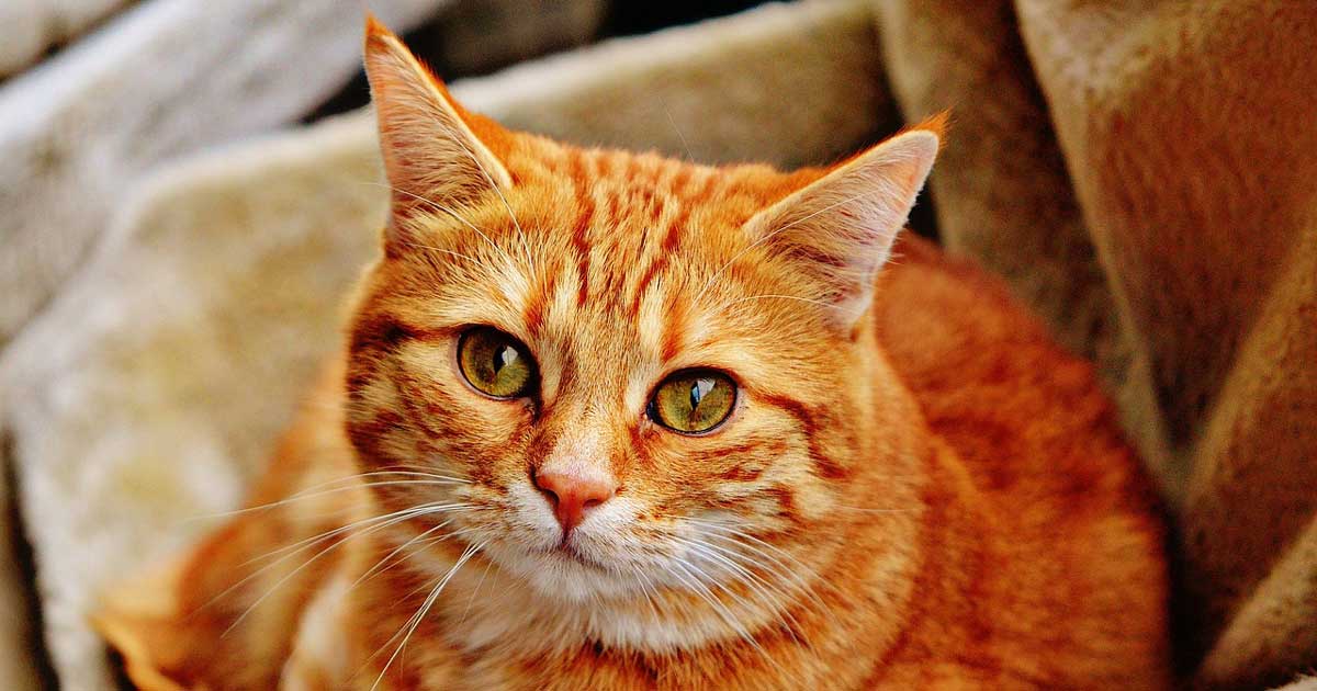 Most common feline diseases ‘preventable’, new RVC research says