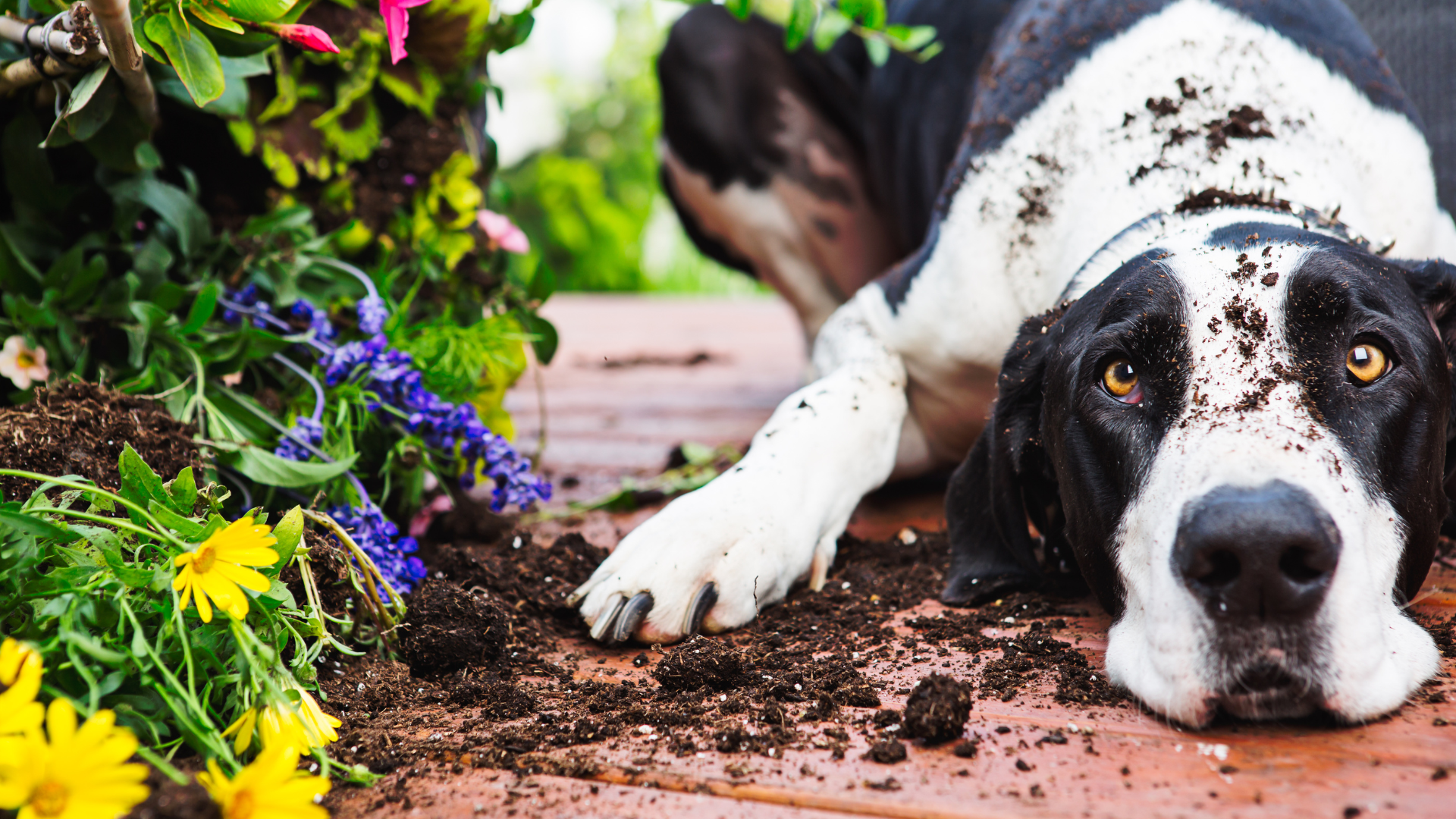 Springtime Pet Poison Awareness