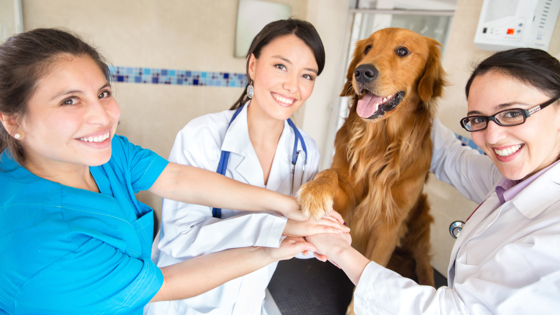 5 Steps to Maintaining Your Mental Health in the Veterinary Field