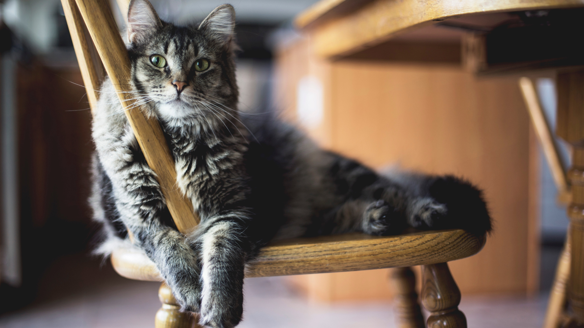 Stress In Cats – Pheromones