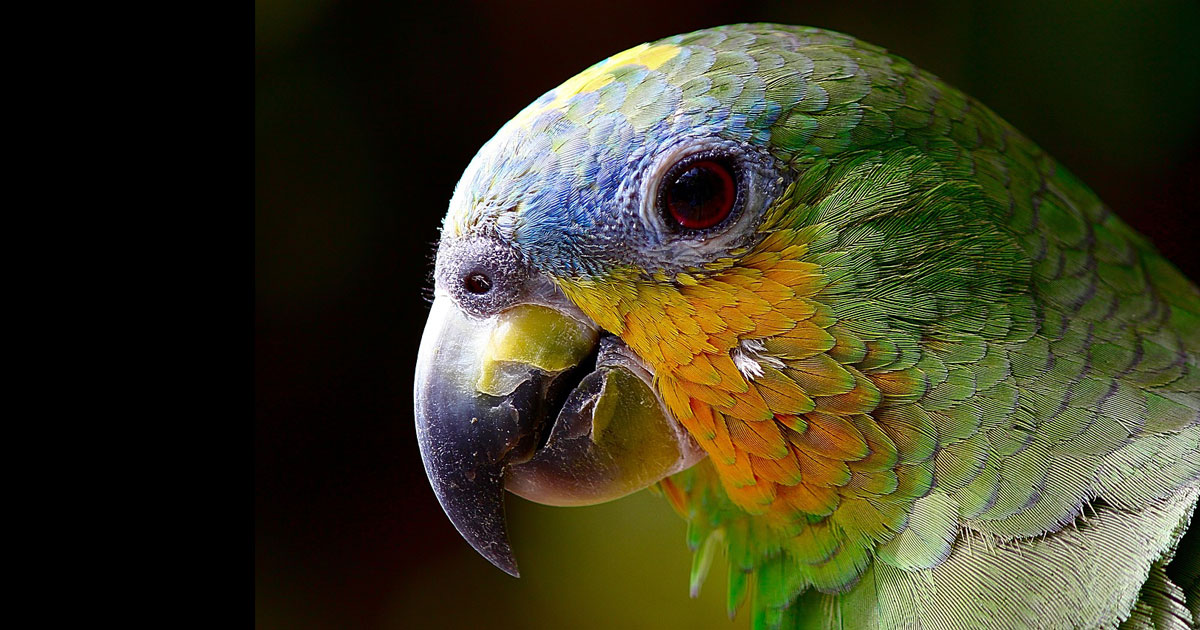 Vets urged to get behind first Parrot Awareness Week
