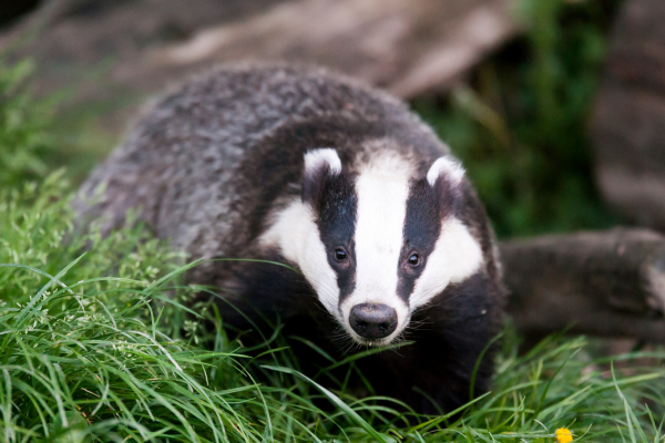 Volunteer appeal issued as new badger population study launches