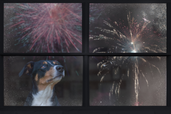 Act now to help dogs cope with fireworks, pet owners urged