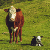 Calf Breeding