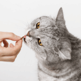Cat Chews & Treats