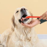 Dog Toothbrushes & Toothpastes