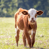 Ketosis Support for Cows
