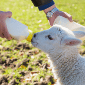 Feeding Equipment (Lambing)