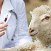 Drenchers & Vaccinators (Lambing)