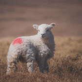 Marking & Identification (Lambing)
