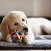 Puppy Toys