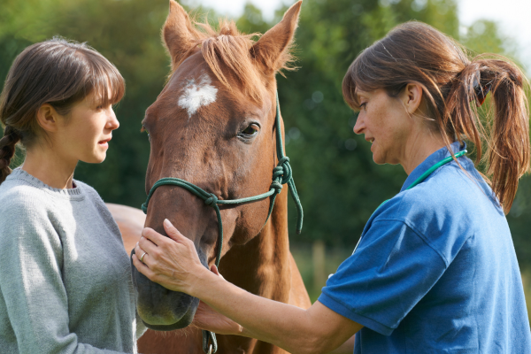 BEVA warns horse owners to not hoard antibiotics
