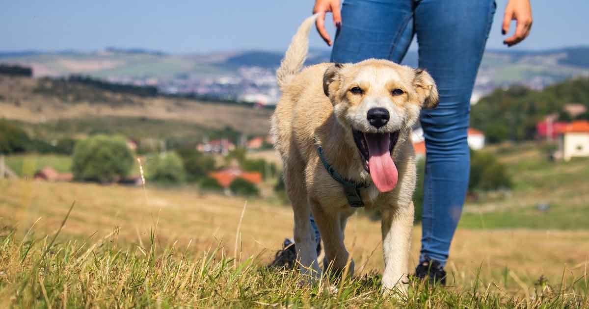 New campaign urges dog owners to take Five Minutes More on walks