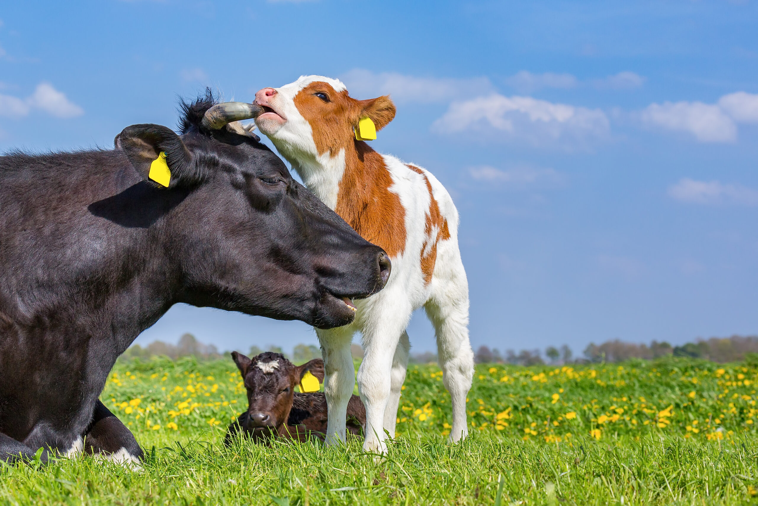 Proven probiotics – a great investment for calves and lambs