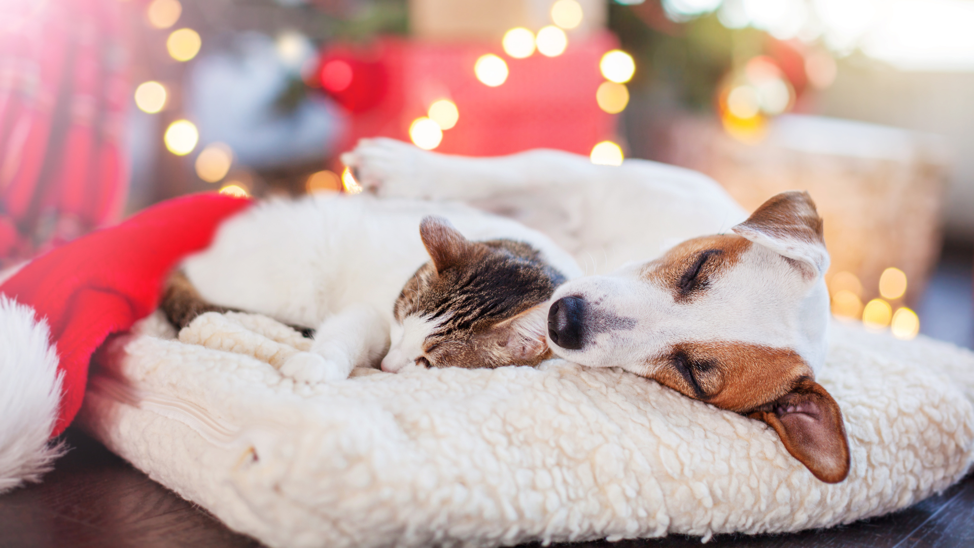 Keeping pets calm over the festive period