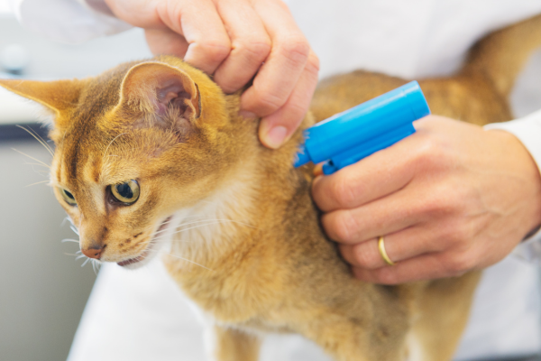 RSCPA urges cat owners to act now on compulsory microchipping
