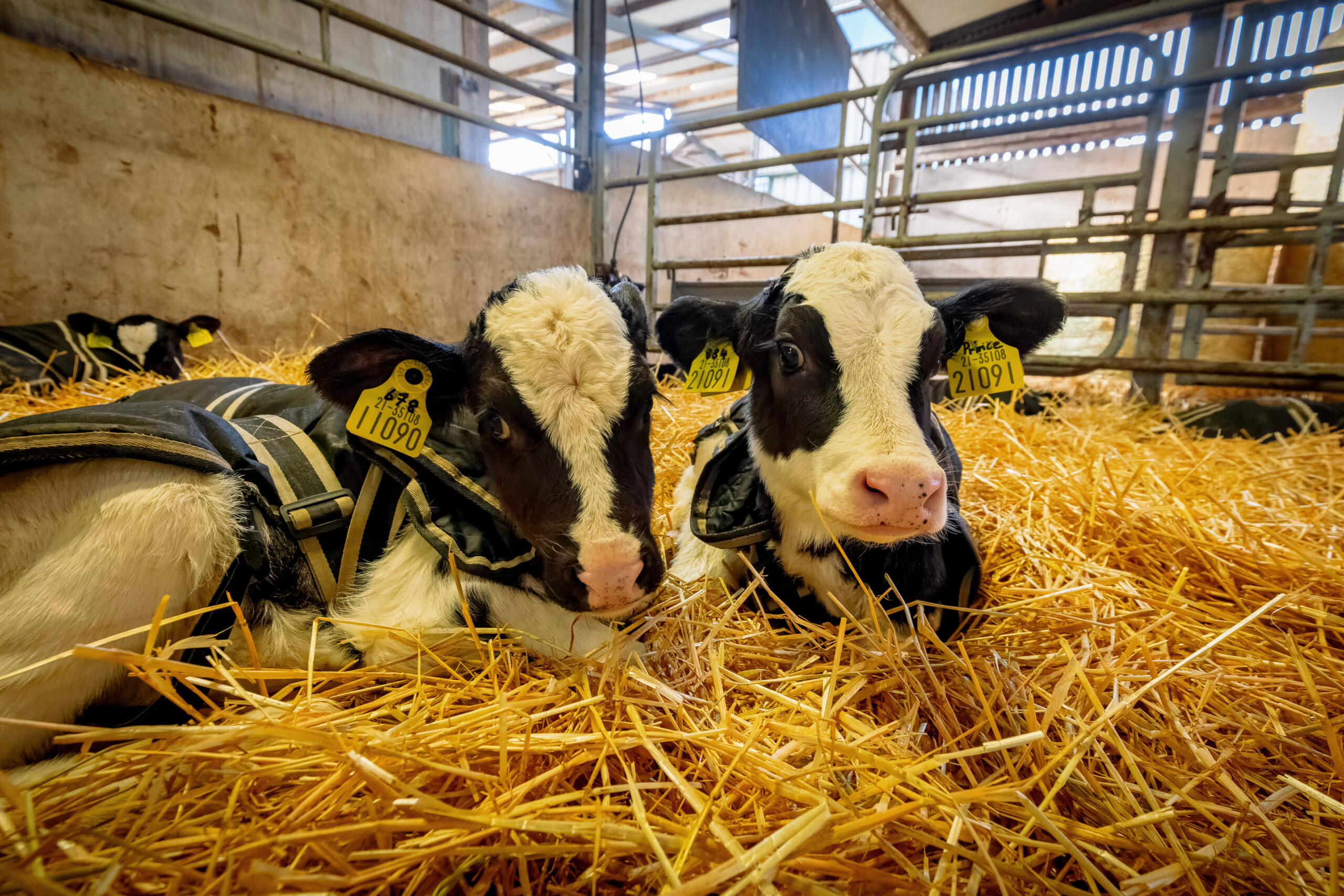 Unlock better lifetime performance: Nourish heifer calves with quality milk protein