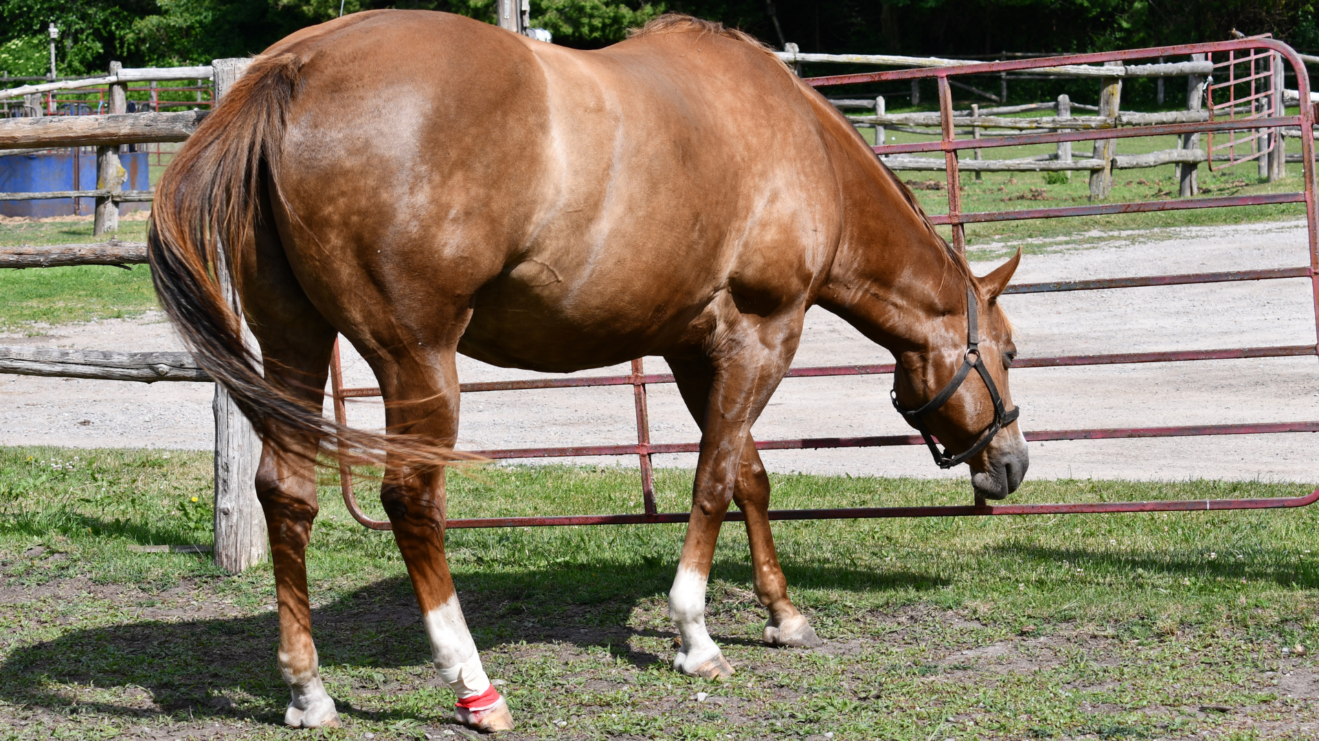 Equine Mud Fever