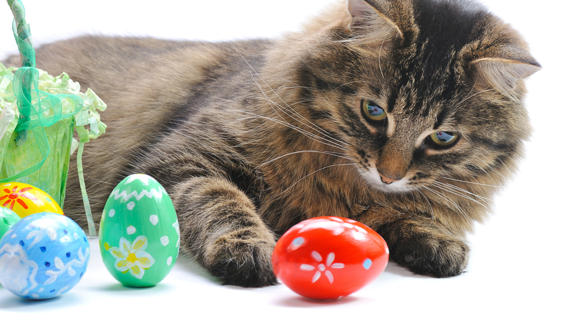 Easter Pet Poison Awareness