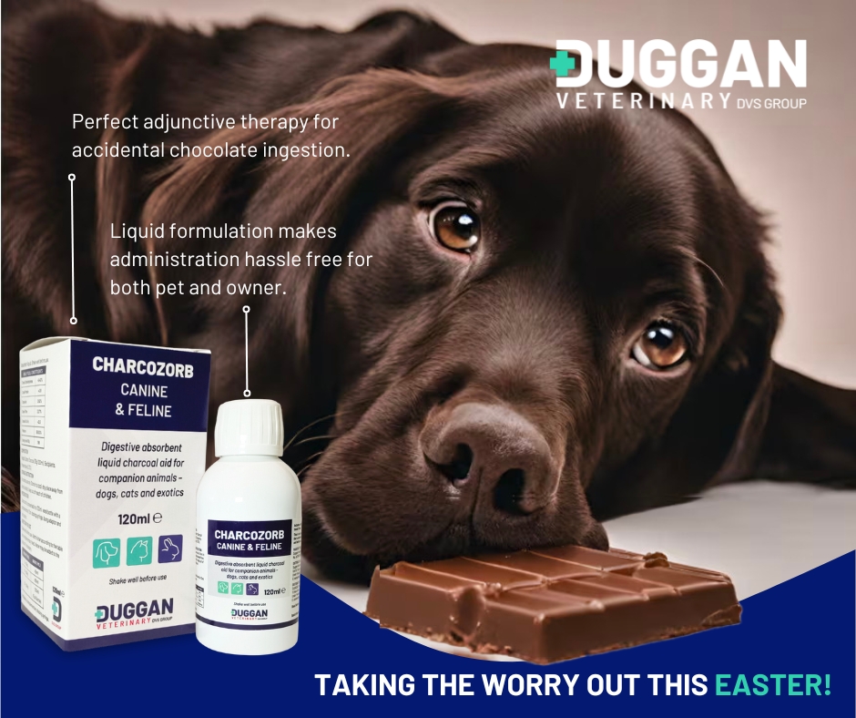 Chocolate Ingestion in Dogs