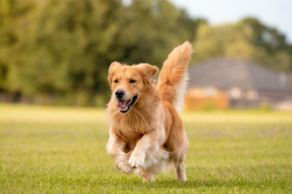 Surgery better option for canine cruciate rupture, RVC study concludes