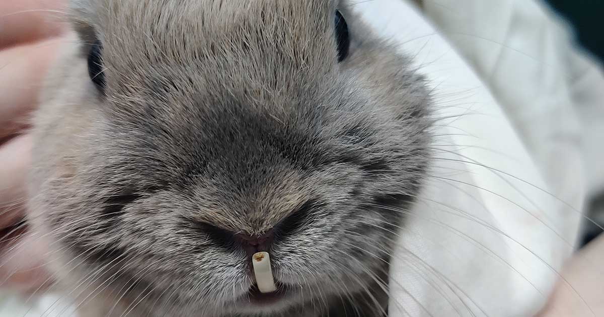 Welfare ‘crisis’ warning issued over rabbit dental disease