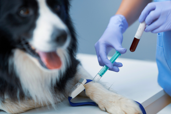 Pet Blood Bank UK freezes price of products