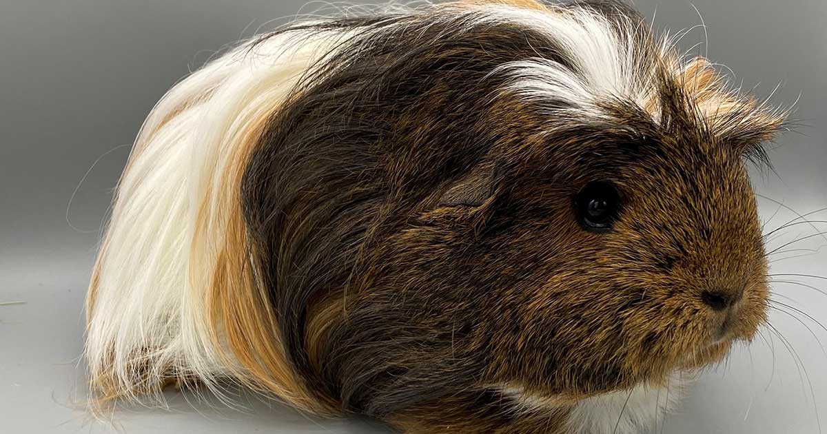 RVC research identifies most common conditions in guinea pigs