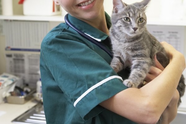 Appeal for vets and nurses to volunteer for neutering programme