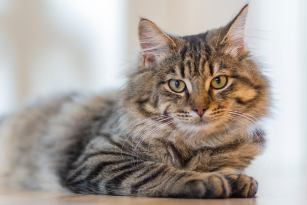 New cat life expectancy research stats ‘will help owners’