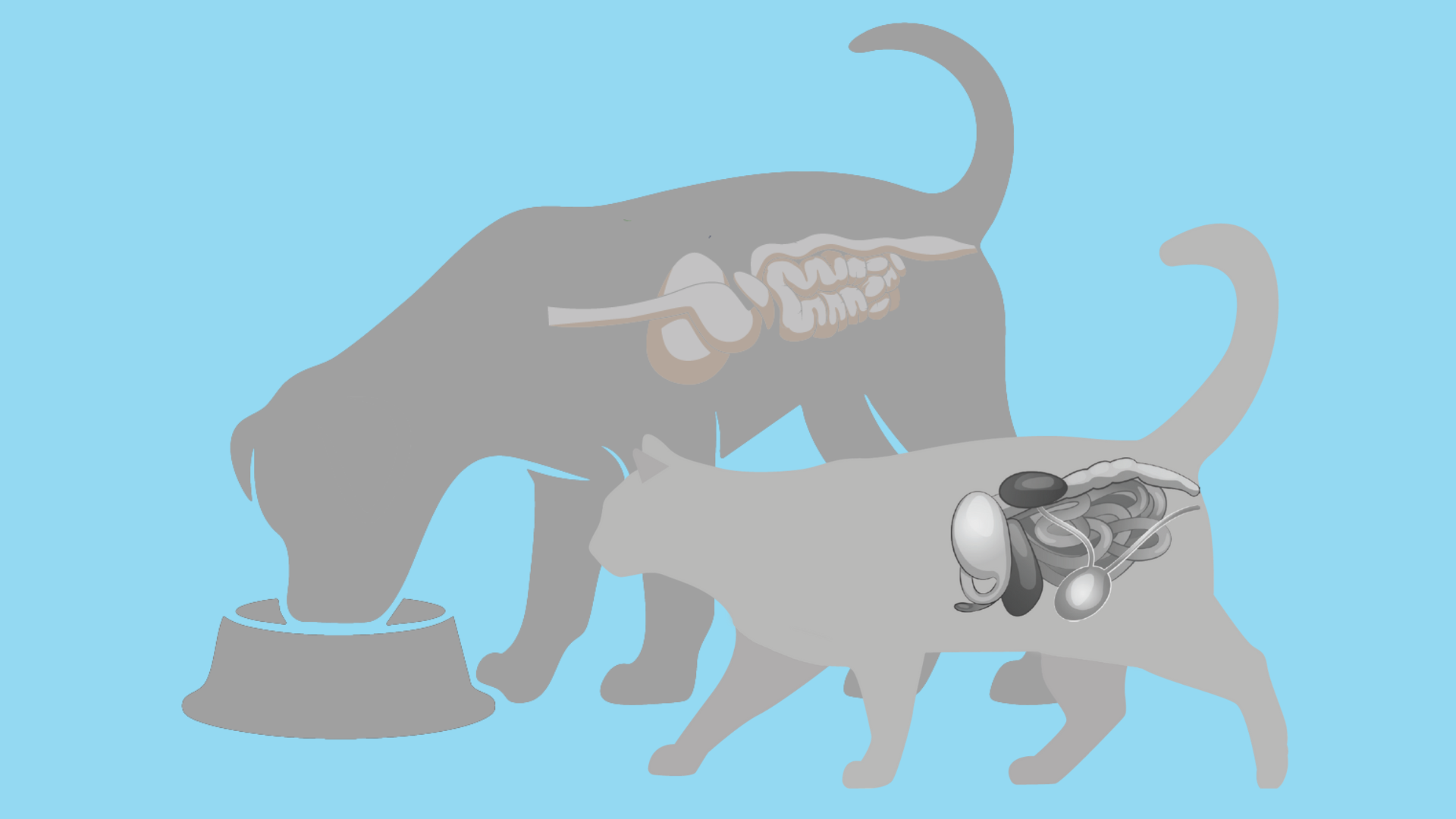 Supporting digestive health with new Select from NVS products