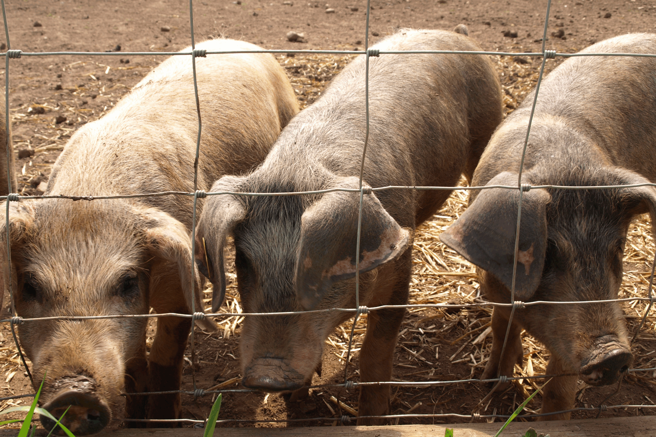 VMD launches new vaccine supply strategy