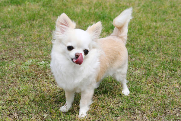 Dog breeds ‘could soon be seen as separate species’