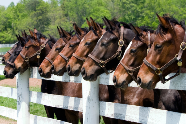 Zoetis launches equine quality of life survey