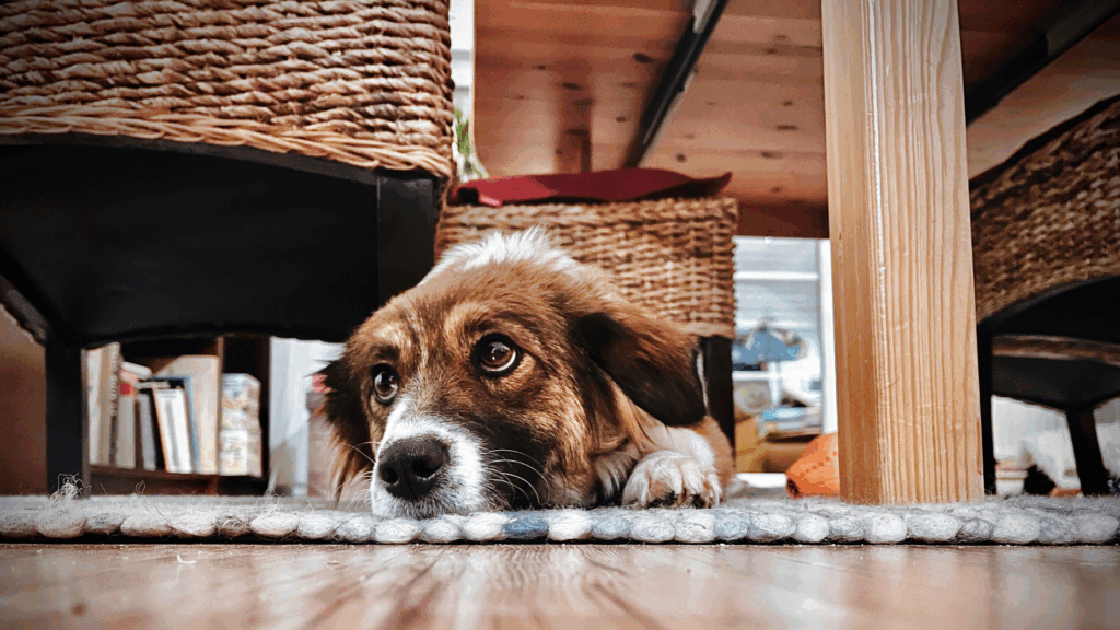 Product Focus: Calming & Anxiety