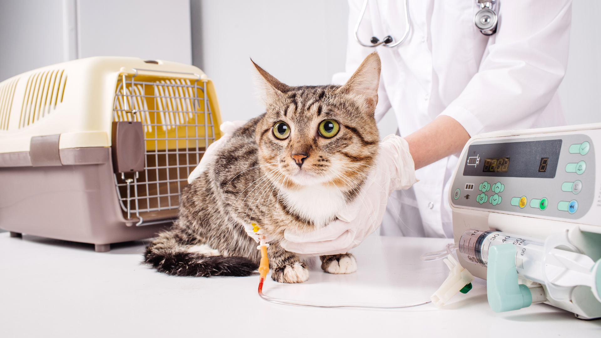 How often should you maintain veterinary infusion equipment?
