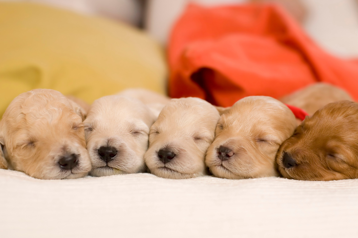 Risk warning issued over ‘misleading’ puppy ad claims