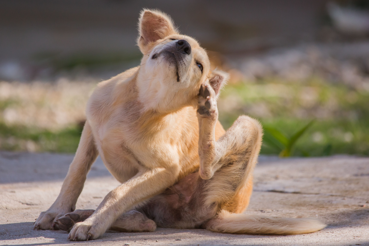 VMD considering regulatory review of companion animal parasiticides