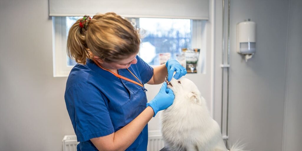 Signs of Dental Problems in Dogs and Cats: What to Look for and When to Act