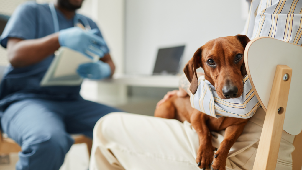 Anal sac disease in companion animals: Prevalence, clinical management and the emerging role of gastrointestinal health