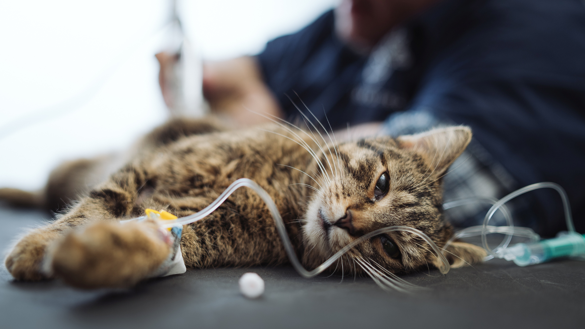 Why veterinary-specific infusion lines make a difference