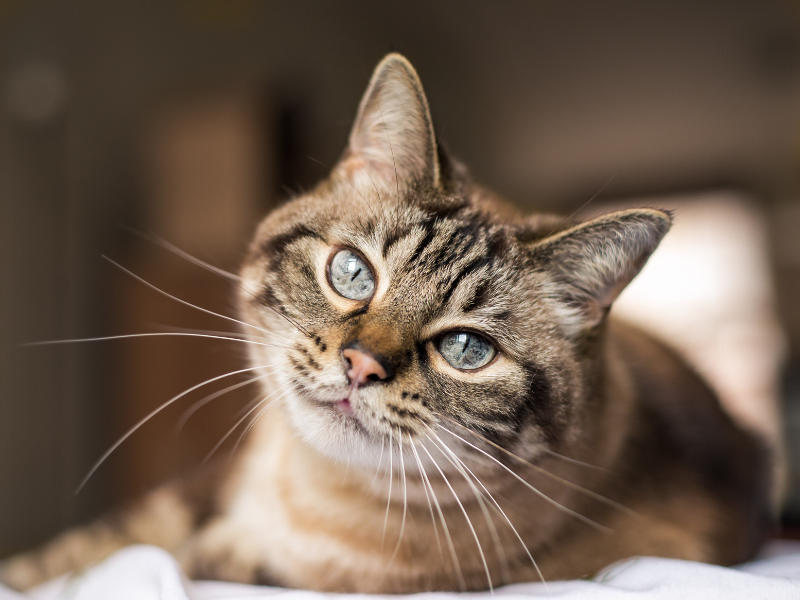 World Feline Congress announces 2026 programme