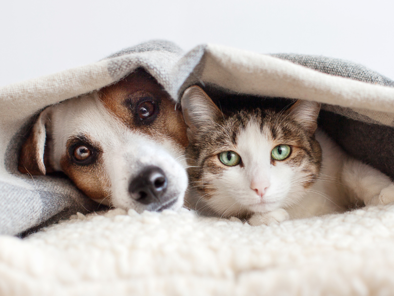 BVA and BSAVA unveil new neutering policy