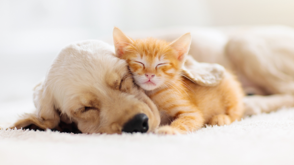Building gut health and immunity in dogs and cats from day one